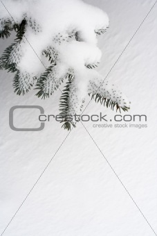 snow pine branch