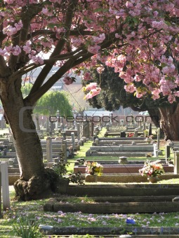 Blossom in cemetery