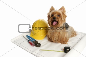 Construction Dog