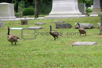 Graveyard Geese 2