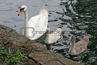 Mother Swan & Babies
