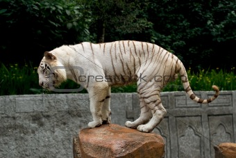 white bengal tiger in his activity