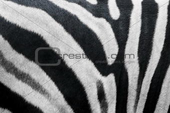 zebra skin fur texture
