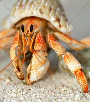 Beautiful hermit crab in his shell close up
