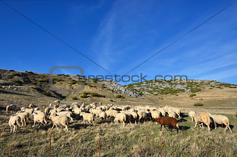 Sheep on the Bistra mountain in summer