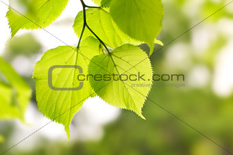 birch green leaves