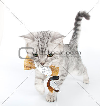 silver tabby Scottish fold kitten playing with a toy