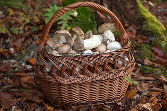 Basket full of freshly picked mushrooms
