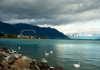 white swans on Lake Geneva, Switzerland