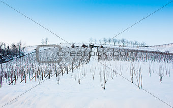 Tuscany: wineyard in winter