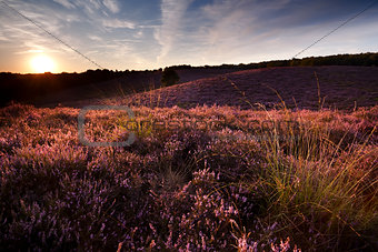 sunset on hill covered with heather