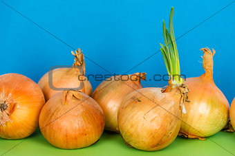 Onions and green shoots