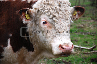 Hereford bull