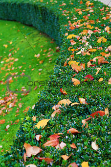 Boxwood bush with autumn leaves