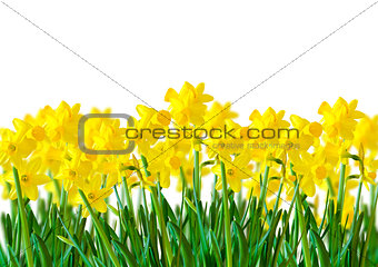 A row of Yellow Daffodils