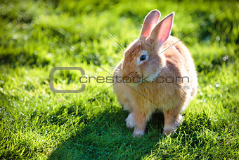 Easter rabbit on fresh green grass