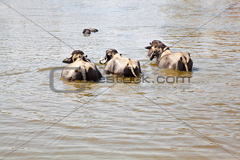 Water Buffalo group take a dip