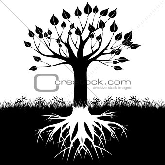 Tree roots silhouette