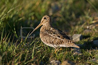 South American Snipe on the Grass