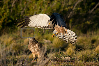 Male Cinereous Harrier attacking a Female 