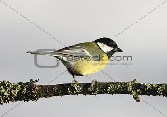 Portrait of a Great Tit