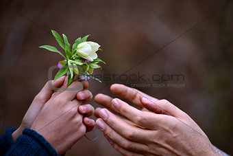 child's hand giving flowers to his father