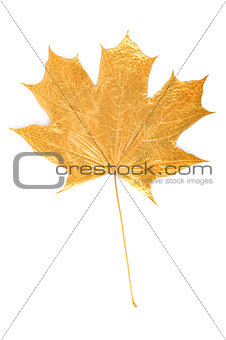 golden maple tree leaf