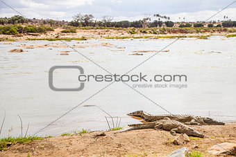 Kenian crocodiles