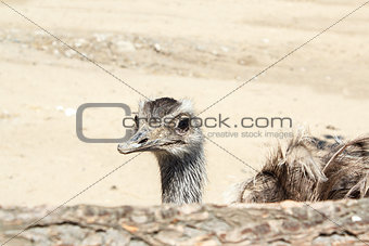 Portrait of an ostrich shot at a farm 