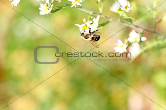 Honey bee on bright white flower
