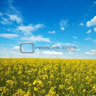 flower of oil rapeseed in field with blue sky and clouds
