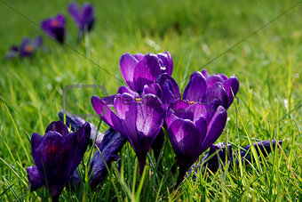 Purple crocuses caught in beautiful spring sunshine