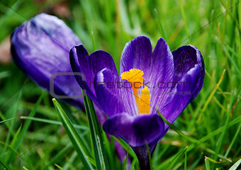Deep purple crocus bloom in the grass