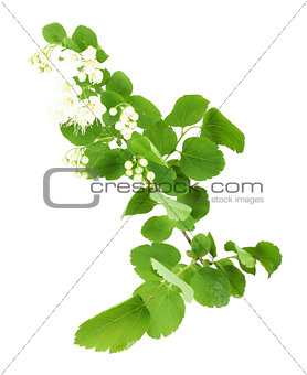 Young green branch with leaf and flowers