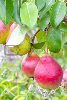 Fresh ripe pears