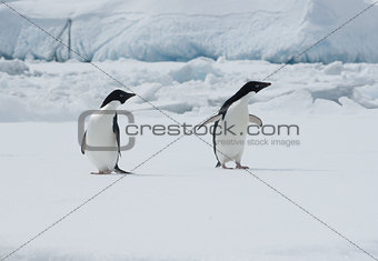 Two Adelie penguins on an ice floe.
