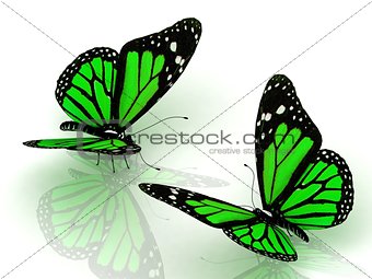 Two charming green butterflies