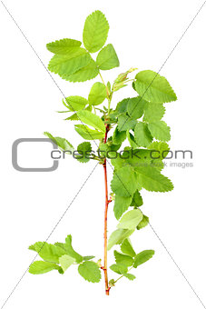 Branch with bud and green leaf