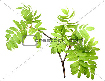 Branch of rowan wgreen leaf