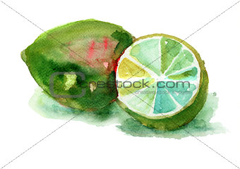 Watercolor illustration of Limes