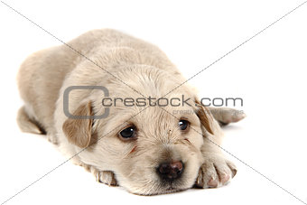 small labrador dog