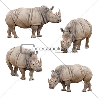 Set of Rhinoceros Isolated on a White Background