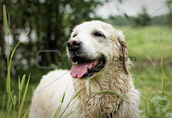 Golden Retriever, female, eight years old, after swimming.