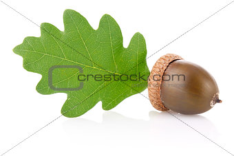 acorn with green leaf