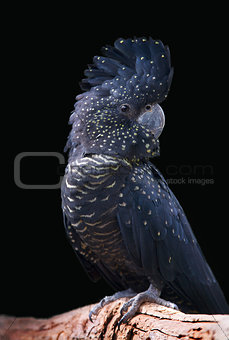 black cockatoo portrait