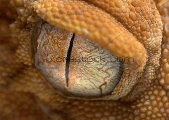 gecko eye up close