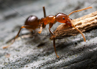 strong ant and bark
