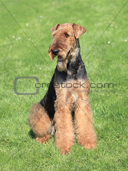 Airedale Terrier in the garden