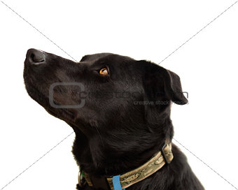 Australian pure bred kelpie black dog