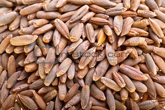  rye seeds